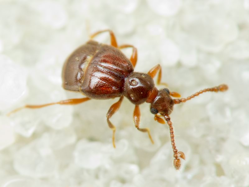 Brachygluta fossulata (Reichenbach, 1816)